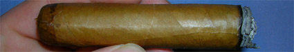 Tampa Sweetheart No. 50 - 2